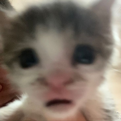 🐈 preview